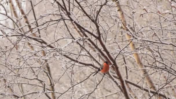 O bullfinch fica em uma filial no parque de inverno. Pássaro bonito. — Vídeo de Stock