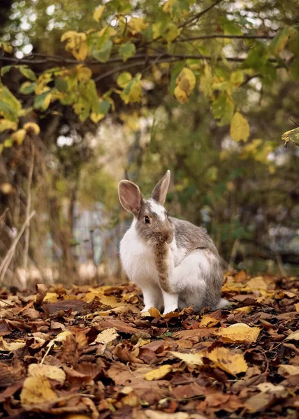 가을 숲에 사는 흰 회색 토끼가 발을 씻는다 스톡 사진