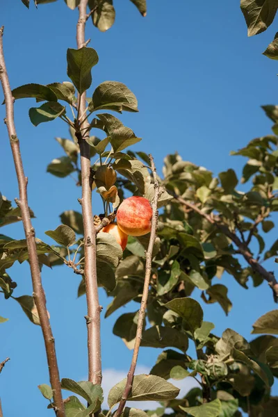 Rote Äpfel auf einem Zweig im Garten. — Stockfoto