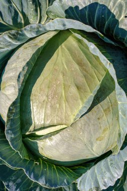 Yeşil, taze lahana üst görüntüsü. Yakın plan. Organik tarım.