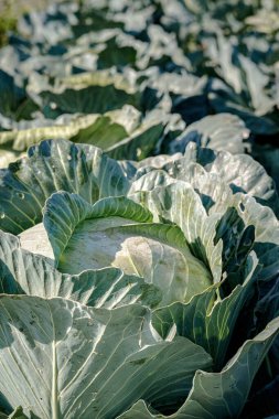 Çiftlikte taze lahana. Organik tarım.