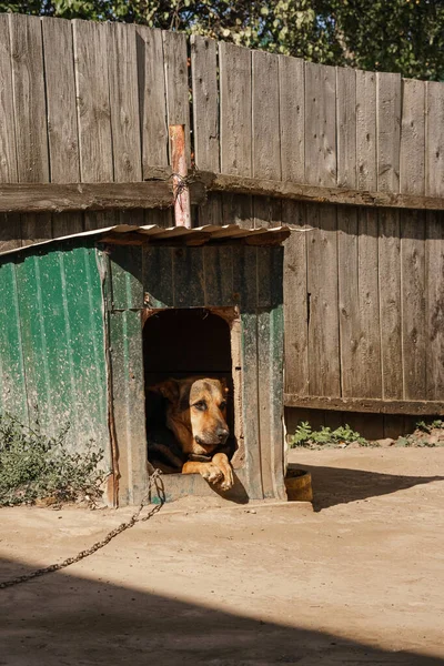 Сторожевая собака лежит в будке и отдыхает. — стоковое фото