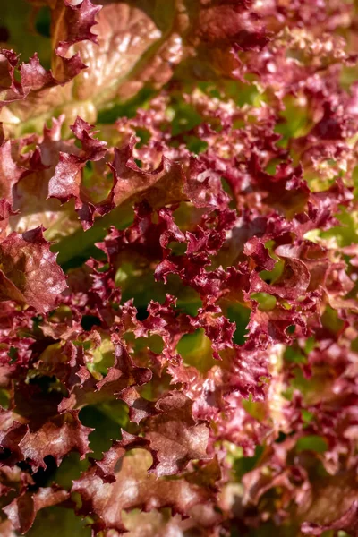 Red lettuce leaves close up full screen