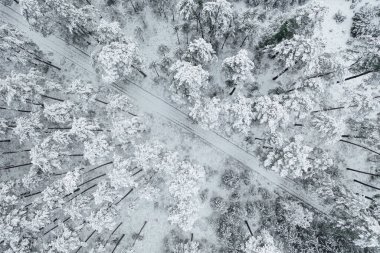 Drone bakış açısı orman yolu ağaçları karla kaplı, donmuş kış manzarası