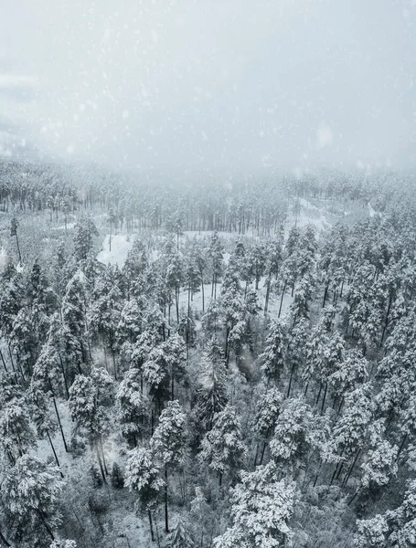 Blick Von Oben Auf Hohe Schneebedeckte Bäume Bäume Schnee Luftaufnahme — Stockfoto