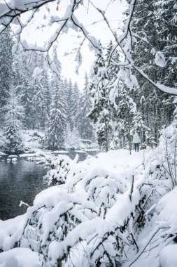 Güzel karla kaplı ağaçlarla çevrili Aamata nehrinin büyüleyici manzarası Letonya doğası, ormandaki kış