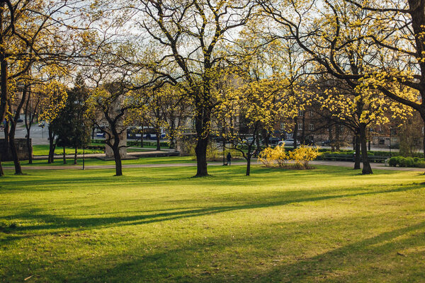 Beautiful park scene with green grass and high trees in the evening sunlight, city park in spring time