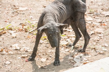 Uyuz köpekler ve tüysüz