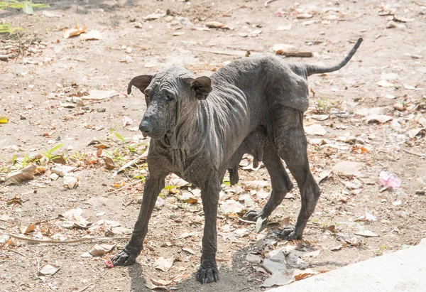 汚らしい犬と毛 — ストック写真