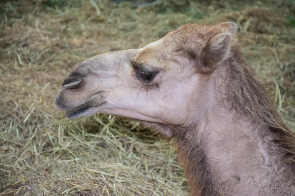 Camelos em Arábia, vida selvagem — Fotografia de Stock