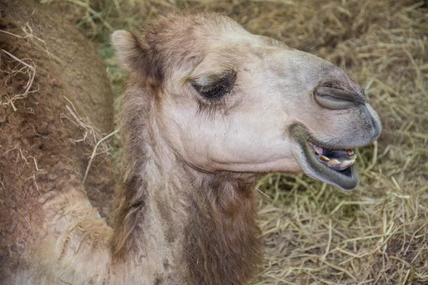 Camels in Arabia, wildlife animal — Stock Photo, Image