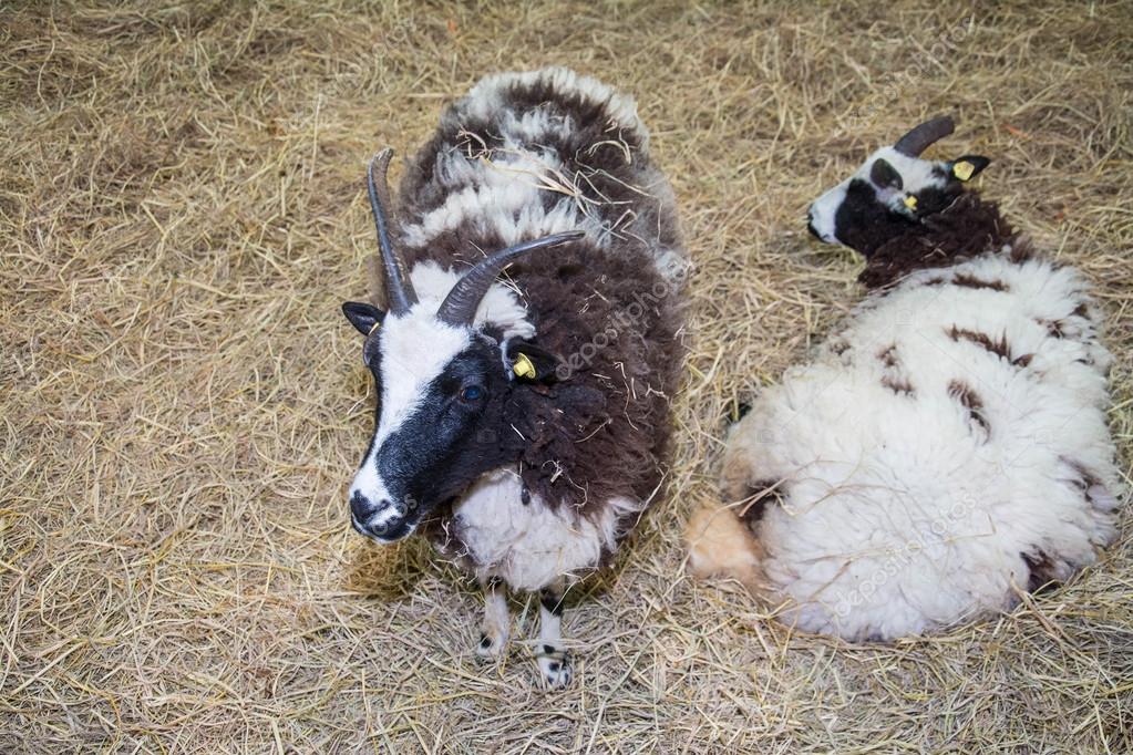 portret van de ram, schapen, dier — stockfoto © yaryhee #101132666