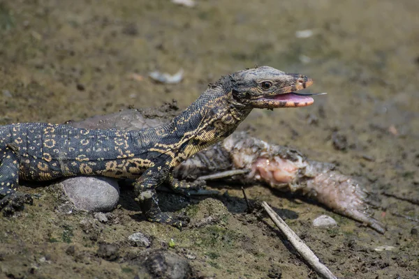 Pequeño salvador Varanus comiendo pescado podrido —  Fotos de Stock