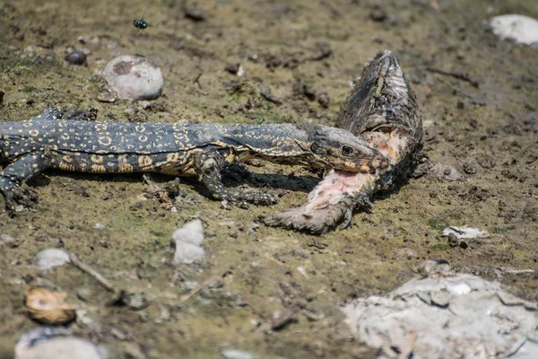 Pequeño salvador Varanus comiendo pescado podrido —  Fotos de Stock