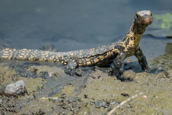 Malý Varanus salvator, thajská zvířat — Stock fotografie