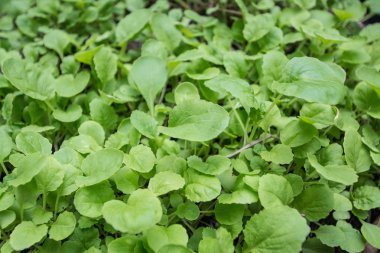 Çin lahanası bir sebze bahçesinde.