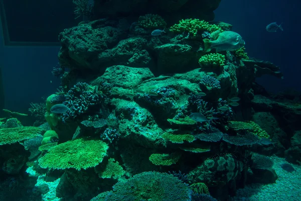 Arrecife de coral con corales duros, bajo el agua —  Fotos de Stock