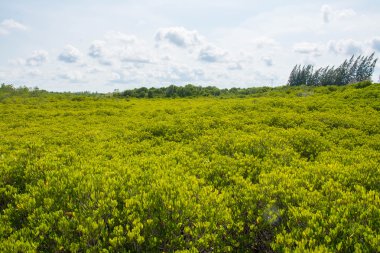 Golden Meadow çatal veya Rayong, Tayland, Thailand (yumuşak odak, Mulk sivri uç tanga (Tay dili))