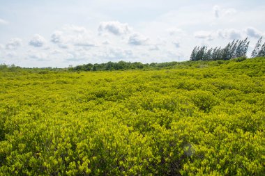 Golden Meadow çatal veya Rayong, Tayland, Thailand (yumuşak odak, Mulk sivri uç tanga (Tay dili))