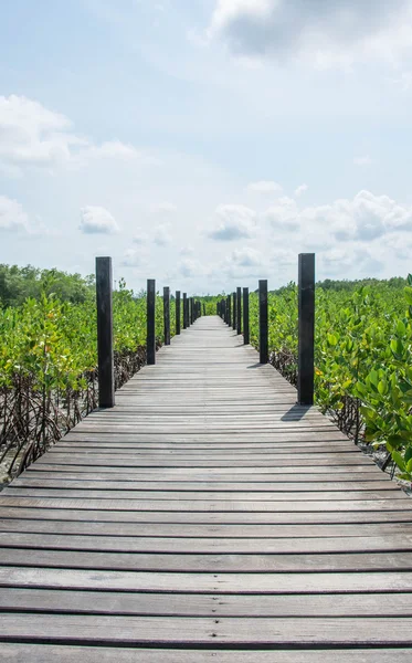 Puente de madera en manglar la forma de estudiar la naturaleza en tanga thung prong, Rayong, Tailandia —  Fotos de Stock