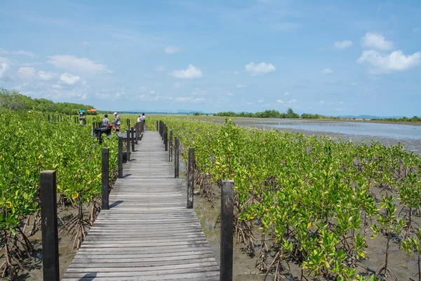 Ponte di legno nella mangrovia il modo di studiare la natura a perizoma perizoma, Rayong, Thailandia — Foto Stock
