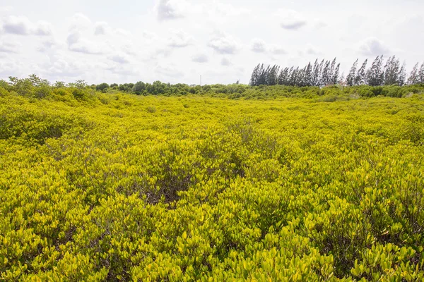 Golden Meadow Prong ou Thung Prong Thong (langue thaïlandaise) à Rayong, Thaïlande (soft focus) ) — Photo