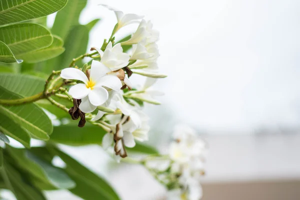 Doğa zemin üzerine beyaz leelawadee çiçek — Stok fotoğraf