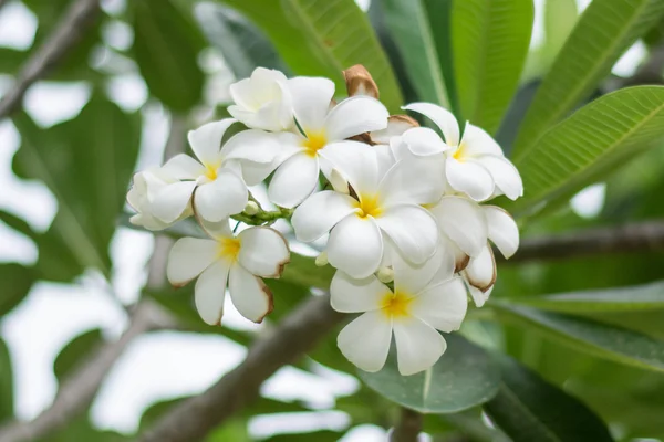 Doğa zemin üzerine beyaz leelawadee çiçek — Stok fotoğraf
