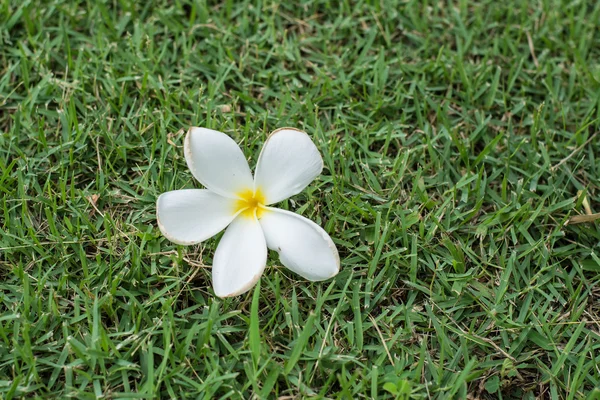 Flor de leelawadee blanco sobre hierba verde — Foto de Stock