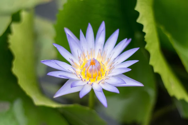 Wunderschöner violetter Lotus, Nahaufnahme — Stockfoto