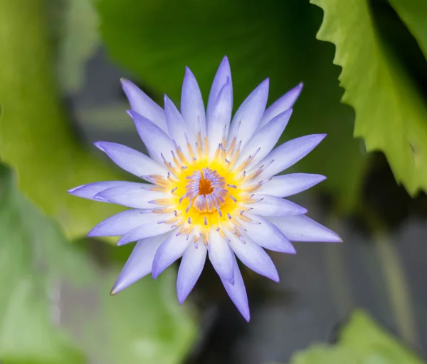 美丽的紫莲花，特写拍摄 — 图库照片