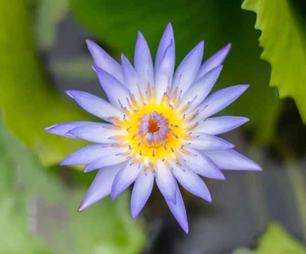 Wunderschöner violetter Lotus, Nahaufnahme — Stockfoto