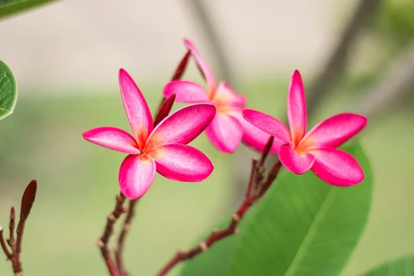 Pink leelawadee flower on nature background — Stock Photo, Image