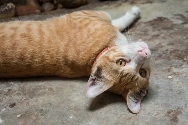 Oranje kat op betonnen vloer — Stockfoto