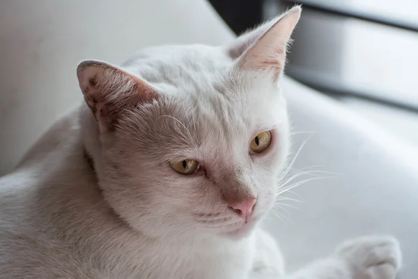 Faccia di carino gatto thai bianco — Foto Stock