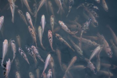 Koi balığı gölette yüzüyor. 