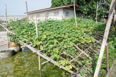 Bahçe, Tayland tarım yeşil su kabakları