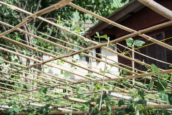 タイの竹ネット、農業分野の牛のエンドウ豆 — ストック写真
