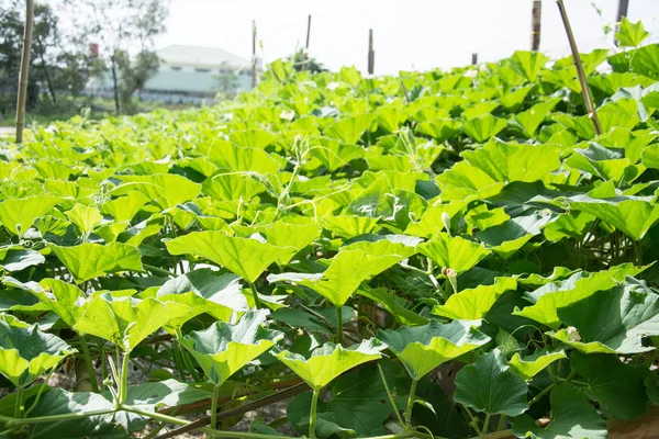 Calabaza verde en el jardín, agricultura tailandesa — Foto de Stock