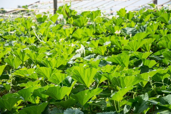 Calabaza verde en el jardín, agricultura tailandesa —  Fotos de Stock