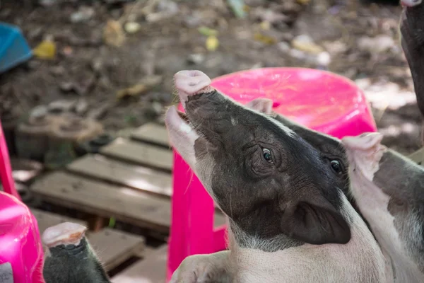 Sevimli siyah küçük kulaklı domuz — Stok fotoğraf