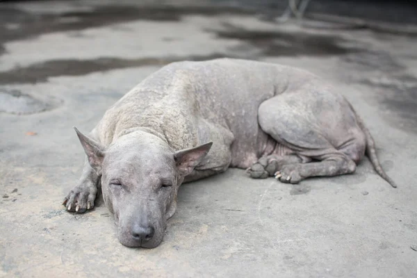 ハンセン病タイ犬はコンクリートの床で眠る — ストック写真