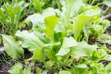 Çin Hardal Yeşili Topraklı Sebze
