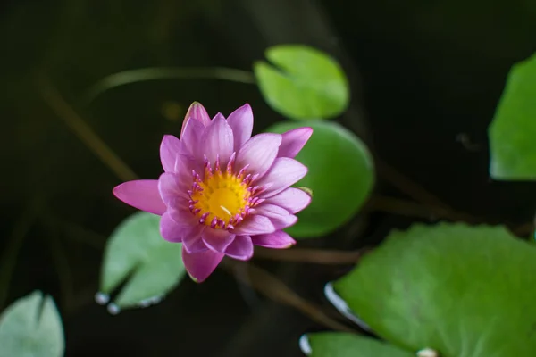 Flor Lótus Rosa Lagoa — Fotografia de Stock