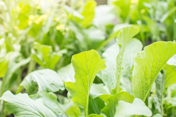 Chinese Mosterd Groene Groente Planten Met Bodem — Stockfoto