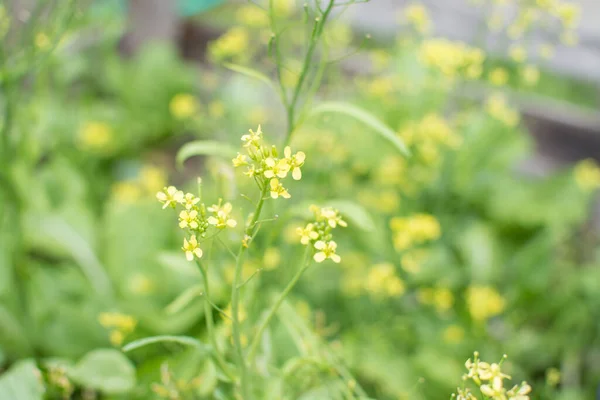 Chinese Mosterd Gele Bloem — Stockfoto