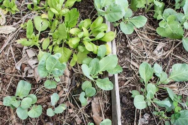 Collard Hijau Tanaman Sayuran Dengan Tanah — Stok Foto