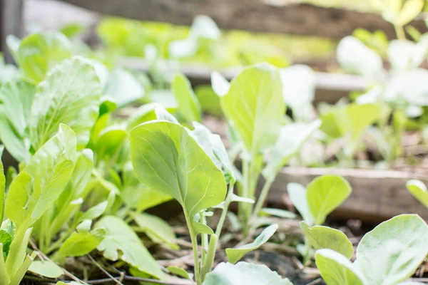 Chinese Mosterd Groene Groente Planten Met Bodem — Stockfoto