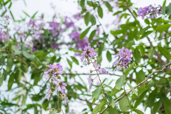Púrpura Inthanin Florin Jardín — Foto de Stock