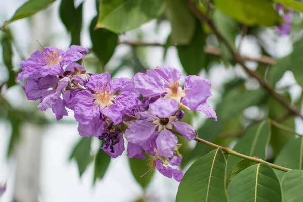 Púrpura Inthanin Florin Jardín —  Fotos de Stock